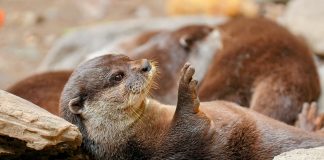 Caption This: What is this otter thinking?