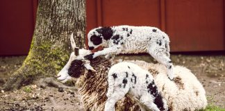 Caption This: What are these sheep thinking?