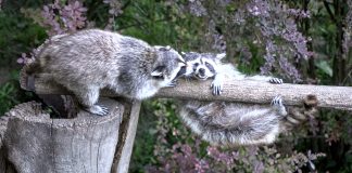 Caption This: What are these raccoons saying?