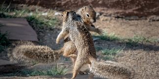 Caption This: What these squirrels are saying?