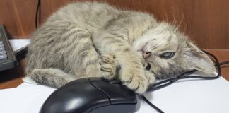 Pawsitively Hilarious Jokes #54