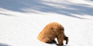 Caption This: What’s this Bear Thinking?