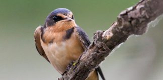 Comet’s Turbine Tale