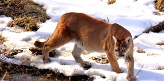 Cougars on the Prowl! An Adventure in the Cypress Uplands with Ashley Sahulka