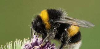 What Kind of BEE Would You BE?