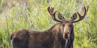 Moose Quiz