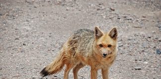 Top Ten BIGGEST Wild Dogs