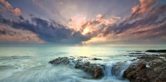 Pawsitively Hilarious Jokes #31