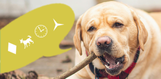 Pun-tastic Riddles #VIII