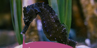 Pun-tastic Riddles #5