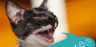 Pun-tastic Riddles #VI