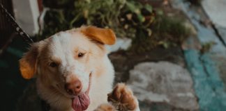 Pawsitively Hilarious Jokes #3