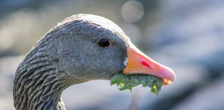 Pawsitively Hilarious Jokes #40