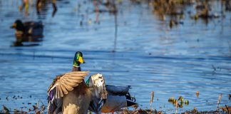 Caption This: What is this Duck thinking?