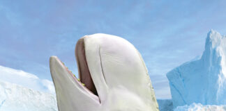 Why Do Beluga Whales Love Cold Water?