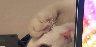 Animal Friends that inspire Earth Rangers