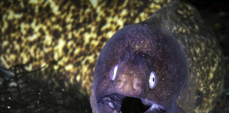 Pawsitively Hilarious Jokes #2