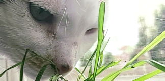 Egg-cellent mini garden