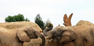 Caption this: What are these elephants chatting about?