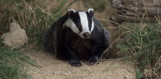 Badgers Around the World