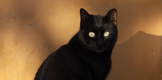 Fact or Fiction? Animal Myths