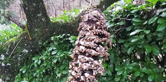 Feathered Friend Feeder