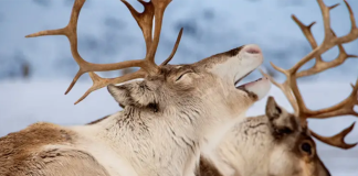 What do you know about caribou?