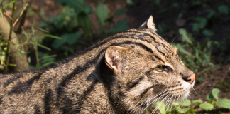 Fishing Cat Scramble