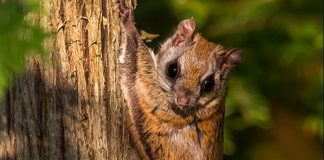 Ottawa Valley Project: Flying Squirrel, Red Fox and Snowy Owl