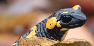 Salamander VS Gecko – The Ultimate Showdown!