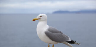 Pawsitively Hilarious Jokes #58