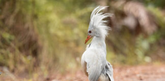 Top Ten Weirdest Looking National Birds