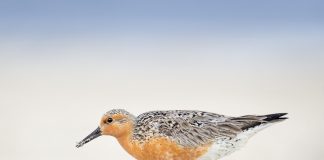 Save a Red Knot This Migratory Bird Day!
