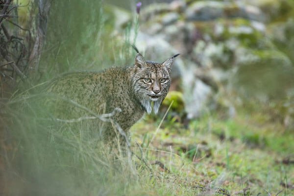 Glimpse of a lynx