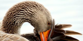 Caption This: What is this goose thinking?