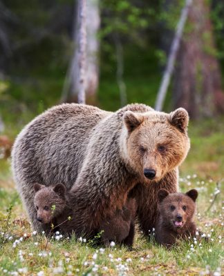 Grizzly Bears: The World’s Best “Social Distancers”!