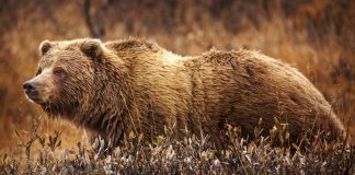 The Great Grizzly Bear