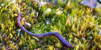 Earth Rangers, You Squashed the Gross Out Challenge!