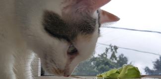 Grow Your Own Greens