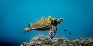 Ocean’s Secret Spa