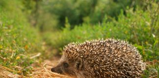 Animals on Low Power Mode: Summer Edition Hedgehog