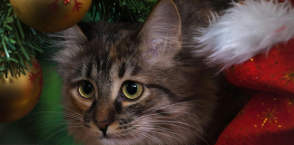 Ho, Ho, Hold On! Unwrap the Truth About Climate Change this Holiday Season!