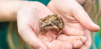 Children and animals – it’s a thing! Child Holding Frog Image