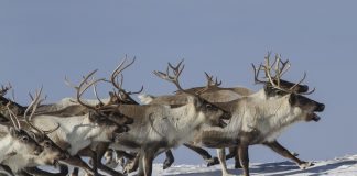 These Hooves Were Made for Walking!