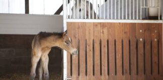 Pawsitively Hilarious Jokes #55