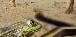 Hungry Snake and Hoppy Frogs