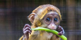 Pawsitively Hilarious Jokes #7