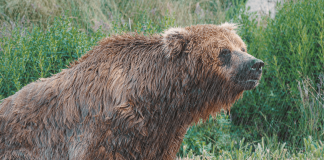 Pawsitively Hilarious Jokes #1