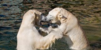 Pawsitively Hilarious Jokes #12