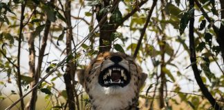 Pawsitively Hilarious Jokes #46